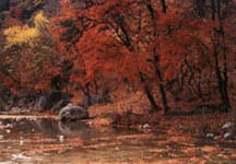 Cypress Banks - Luxury Cabins on the Frio River
